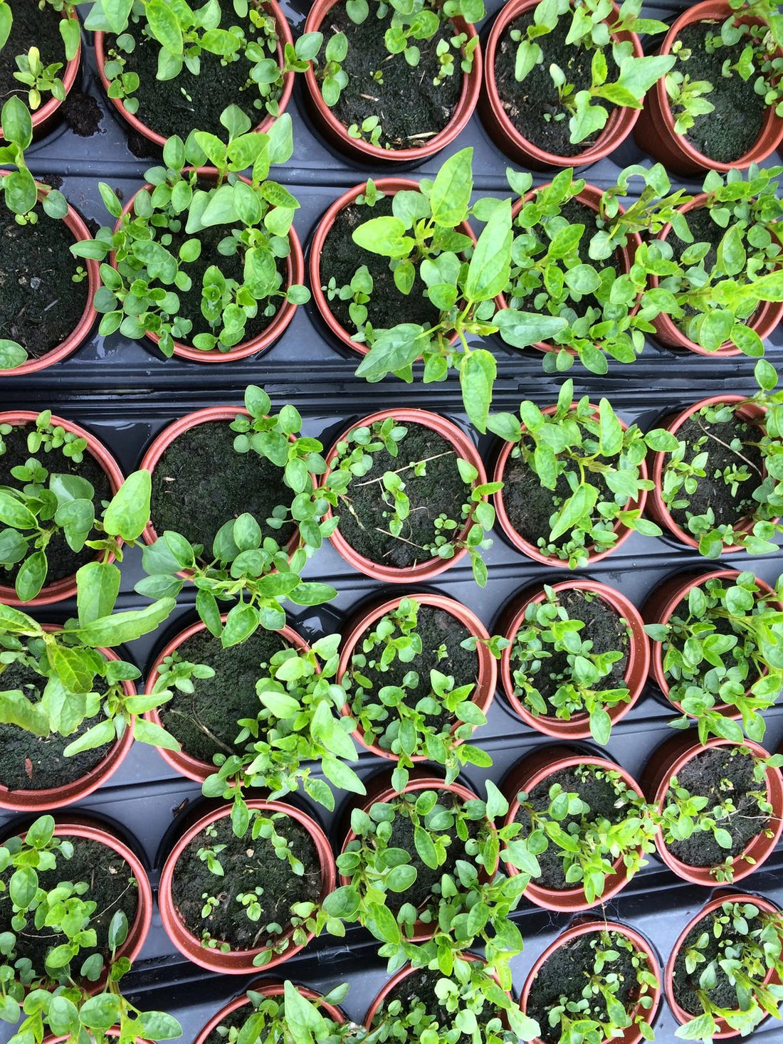 My Little Herb Farm